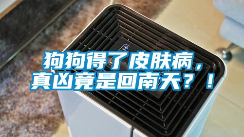 狗狗得了皮膚病，真兇竟是回南天？！