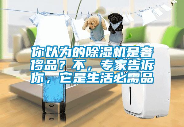 你以為的除濕機是奢侈品？不，專家告訴你，它是生活必需品